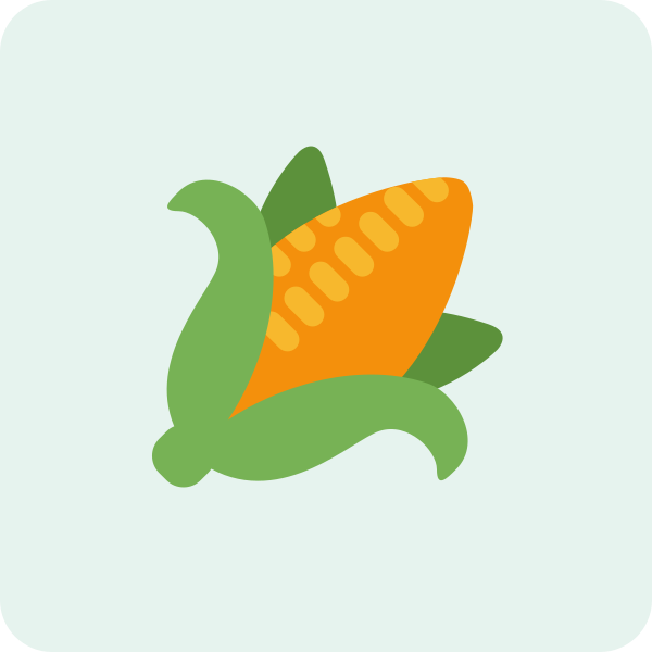 Corn on the Cob (pack of 2)